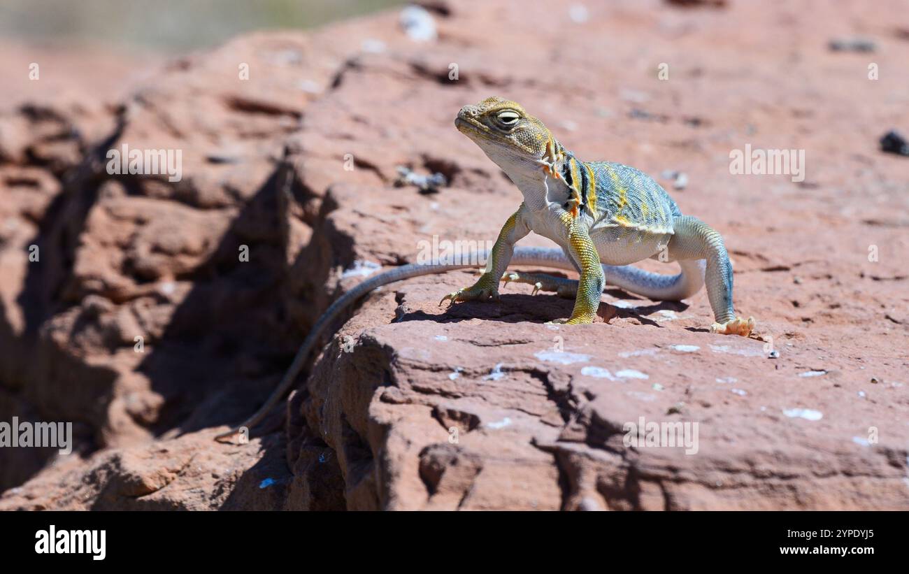 Die östliche Collared Lizard (Crotaphytus collaris) im felsigen Habitat von Süd-Utah Stockfoto