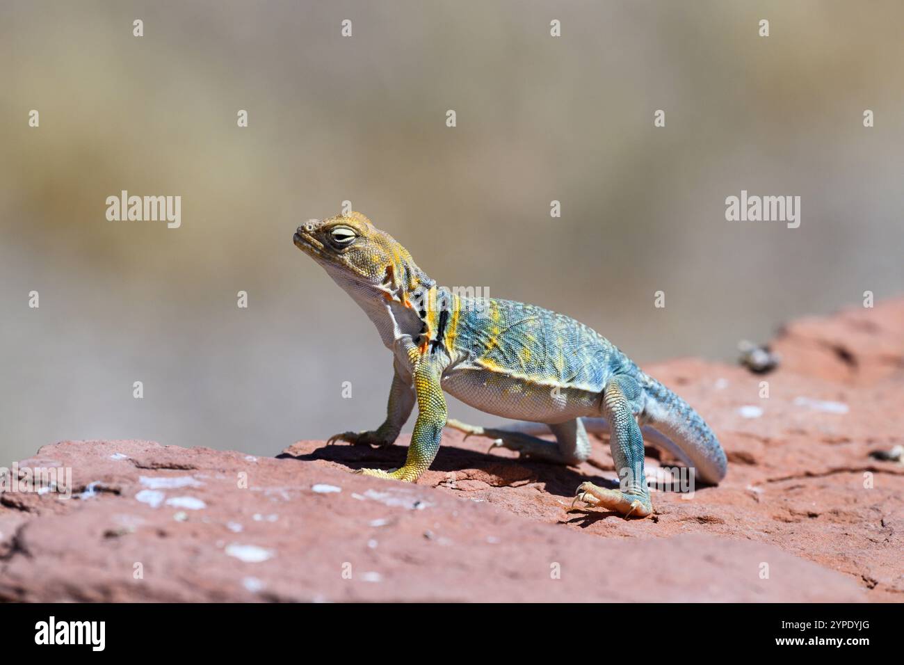 Eastern Collared Lizard (Crotaphytus collaris) auf rotem Felsen im Süden Utahs Stockfoto