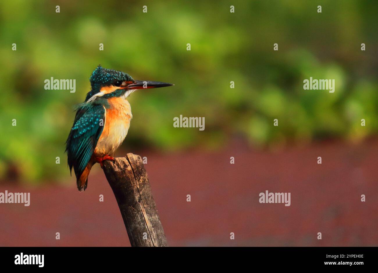 Schöner gemeiner eisvogel (alcedo atthis) oder eurasischer eisvogel, der auf einem Zweig thront, tropische Vögel asiens Stockfoto