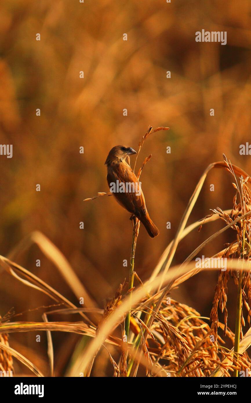 Wunderschöne schuppige Munien oder Gewürze finken oder Muskatnuss-Mannikin (lonchura punctulata) auf Reisfeld, auf der Landschaft von West-bengalen in indien Stockfoto