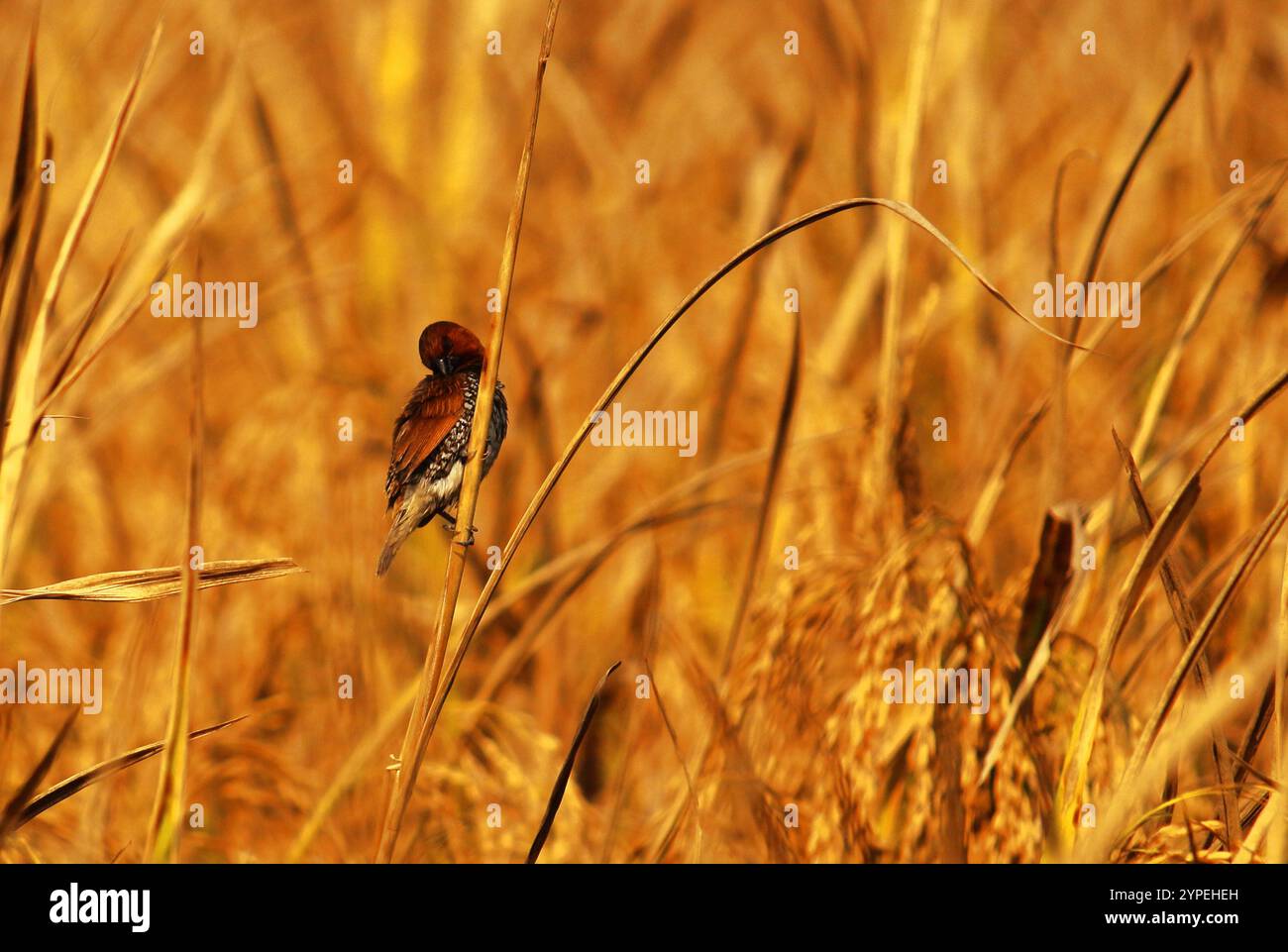 Wunderschöne schuppige Munien oder Gewürze finken oder Muskatnuss-Mannikin (lonchura punctulata) auf Reisfeld, auf der Landschaft von West-bengalen in indien Stockfoto