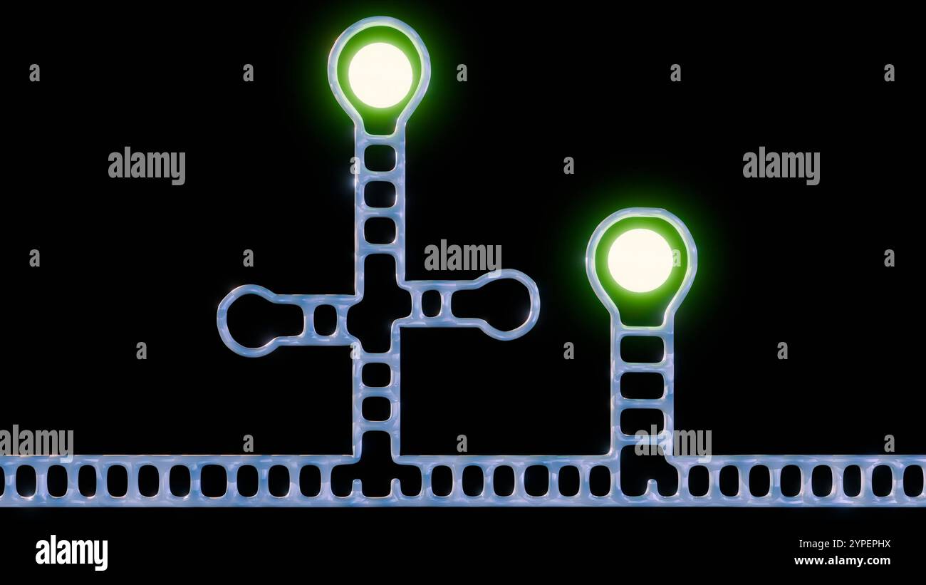Aptamere sind so konzipiert, dass sie an den Zielanalyten binden. Ein Fluorophor, ein Molekül, das bei Anregung Licht abgibt, ist am Aptamer befestigt; 3D-Rendering Stockfoto