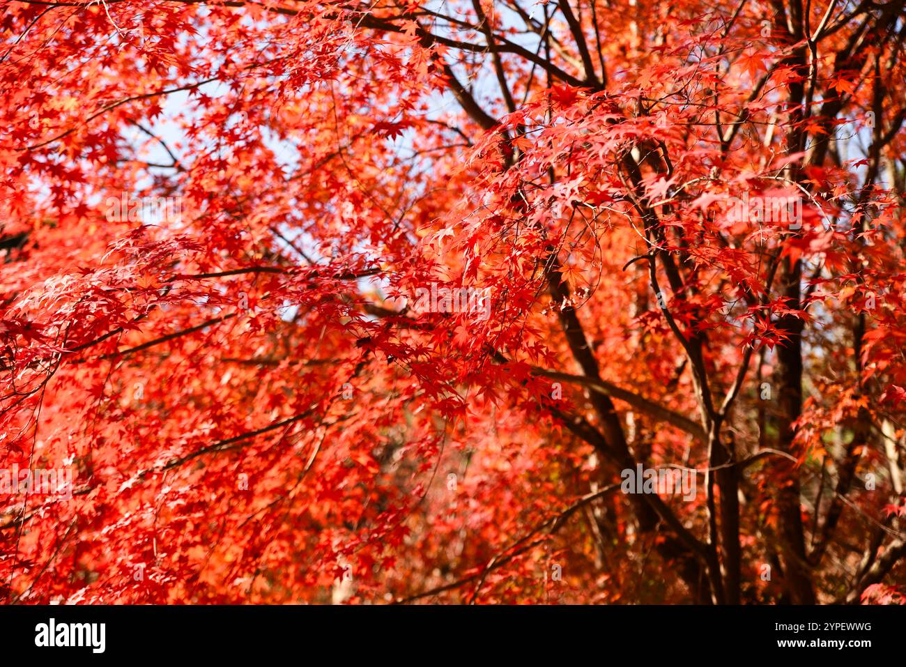 Ein Baum mit leuchtend roten Blättern ist der Brennpunkt des Bildes. Die Blätter sind im ganzen Baum verstreut, einige hängen tief und andere erreichen sie Stockfoto