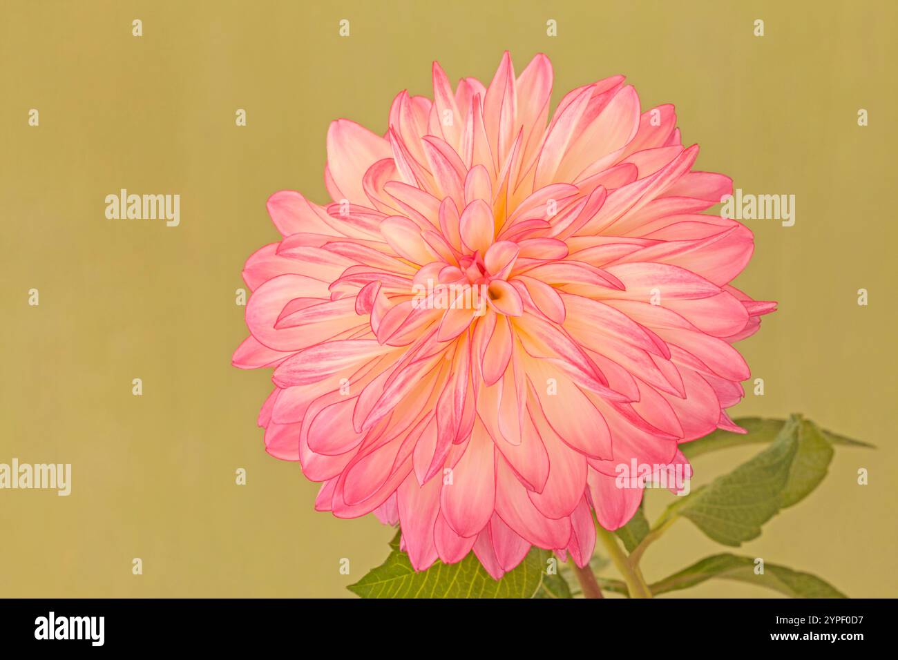 Dahlia 'Aufrichtigkeit', dekorativer Stil Stockfoto