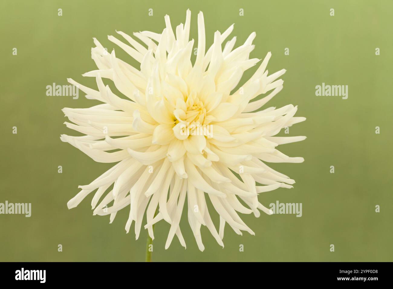 Dahlia "My Love", Kaktus-Typ Stockfoto