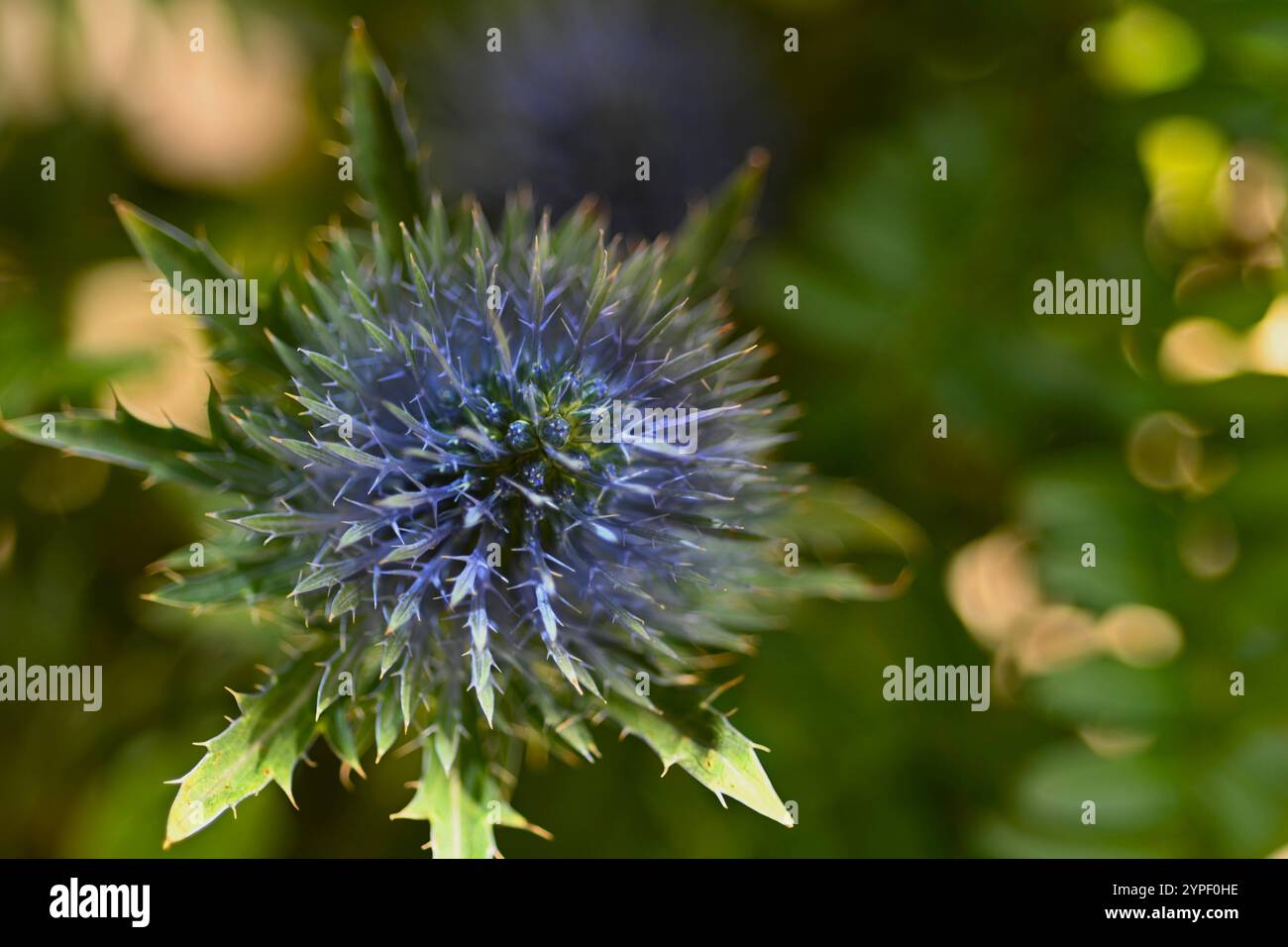 eryngium planum, seeholly Stockfoto
