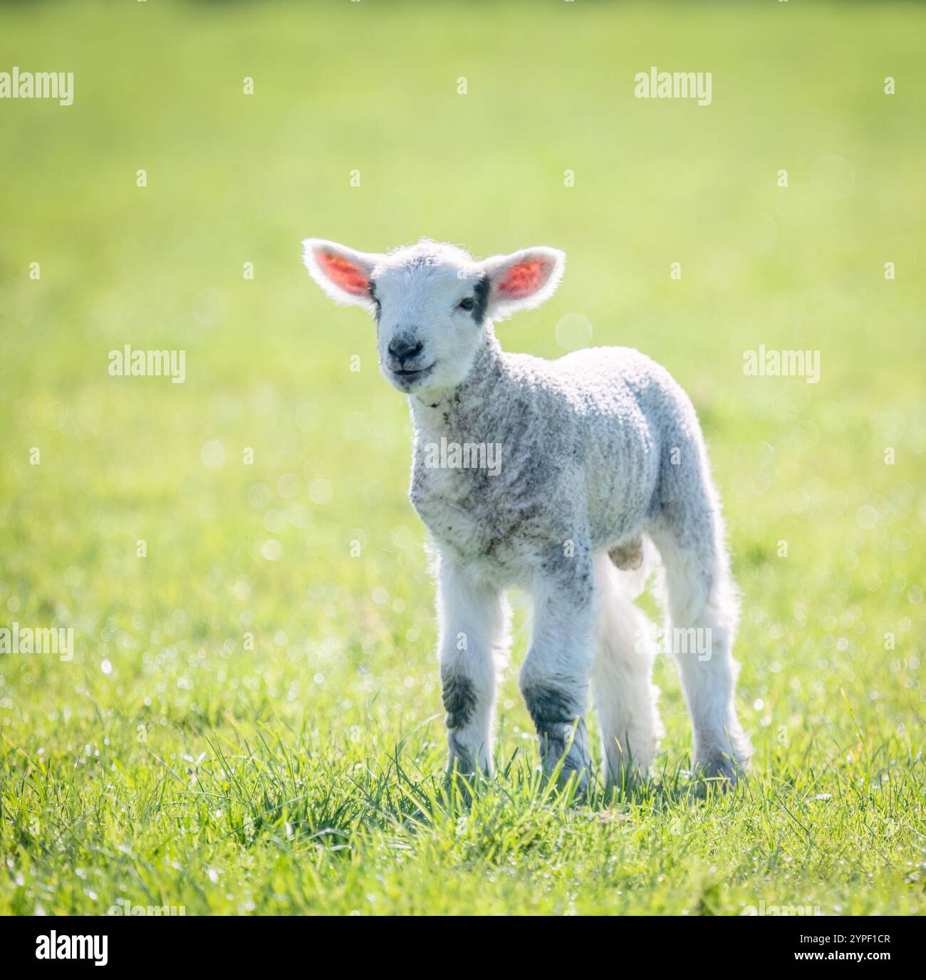 Hinterleuchtetes Bild eines süßen Lammbabys. Auckland. Stockfoto