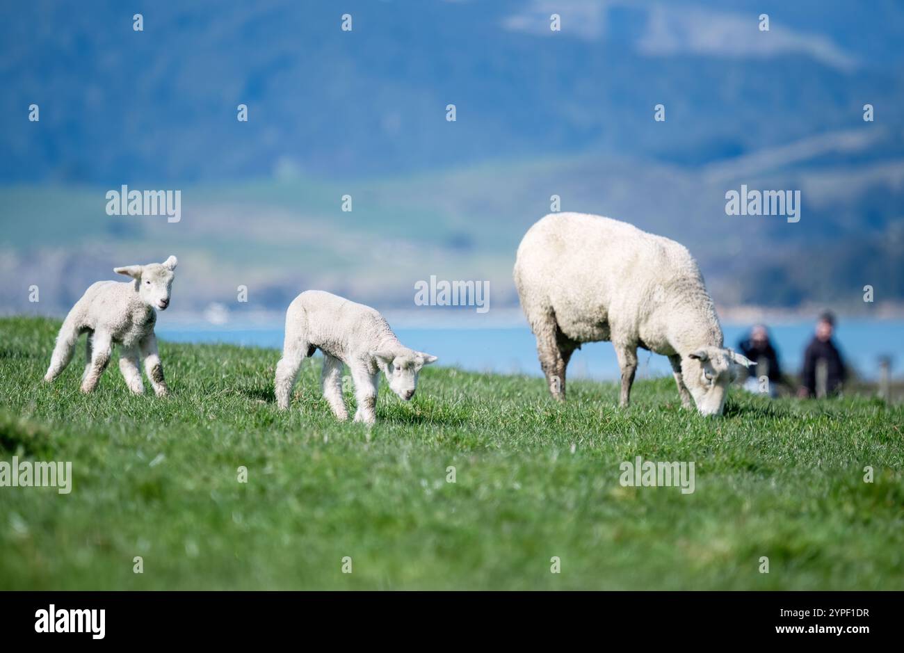 Lämmer und Mutterschafe auf grünem Gras. Nicht erkennbare Leute, die in der Ferne laufen. Duder Regional Park. Auckland. Stockfoto