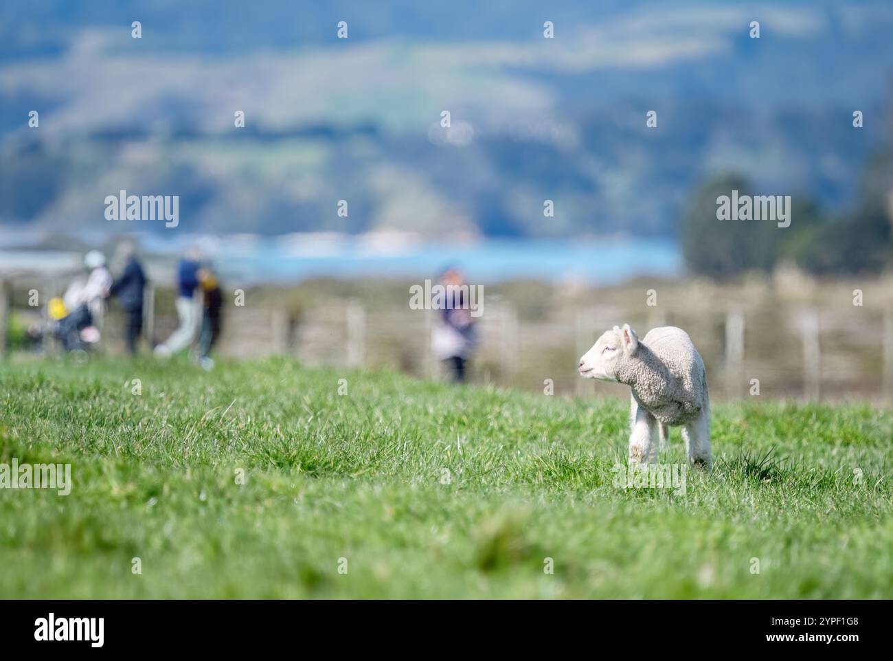 Lammbabys stehen auf grünem Gras. Nicht erkennbare Leute, die in der Ferne laufen. Duder Regional Park. Auckland. Stockfoto
