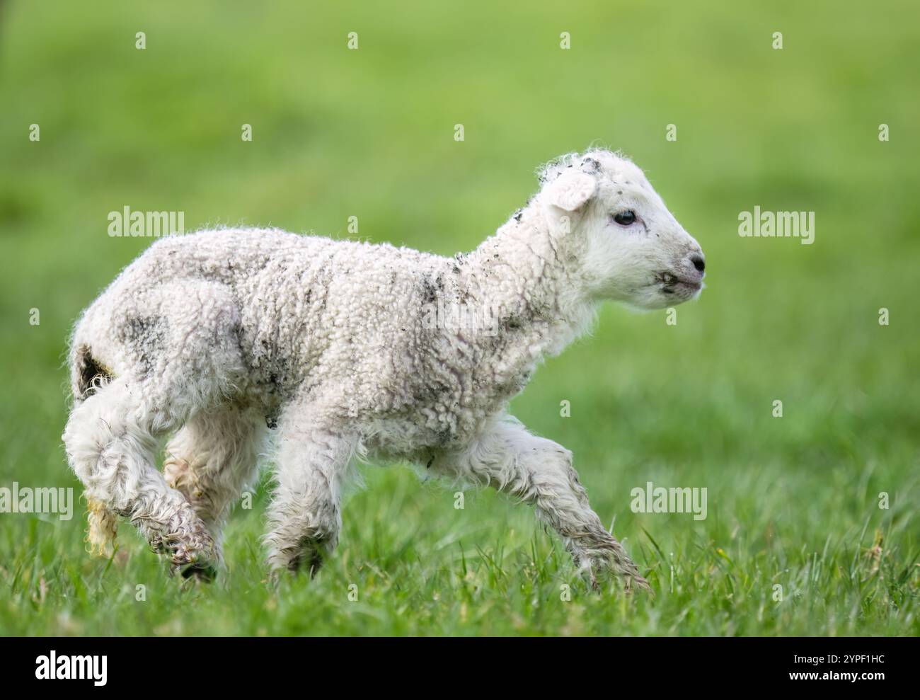 Lammbabys laufen auf grünem Gras. Frühling in Auckland. Stockfoto