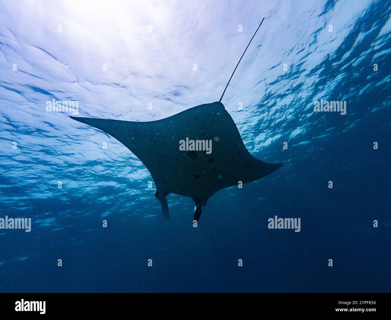 Manta Ray Underwater im Komodo Nationalpark in Flores, Indonesien Stockfoto