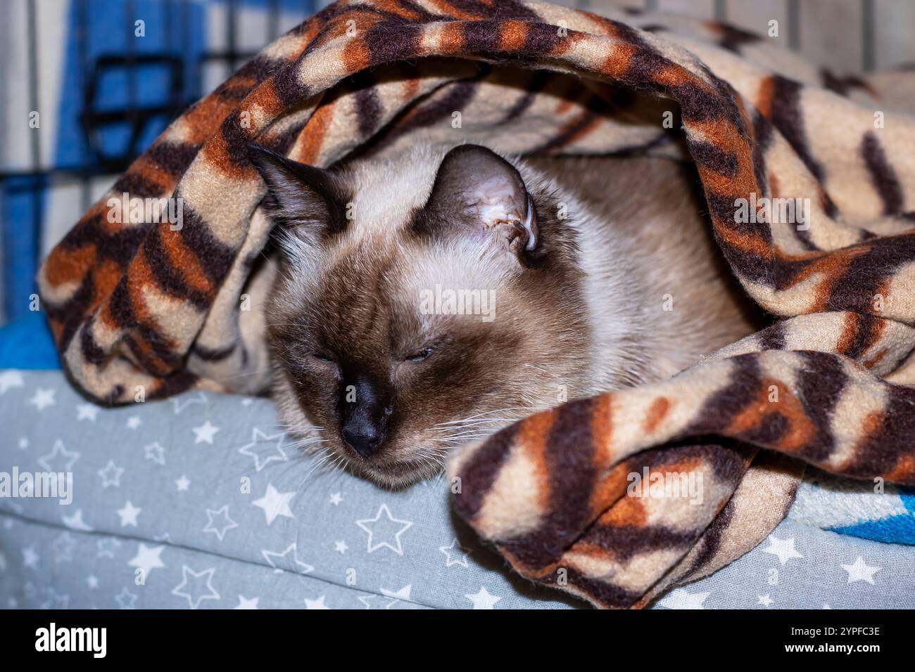 Eine gemütliche kleine Katze schläft friedlich unter einer warmen Decke, die mit wunderschönen Sternen auf der Oberfläche verziert ist, und schafft so eine reizvolle Szene Stockfoto