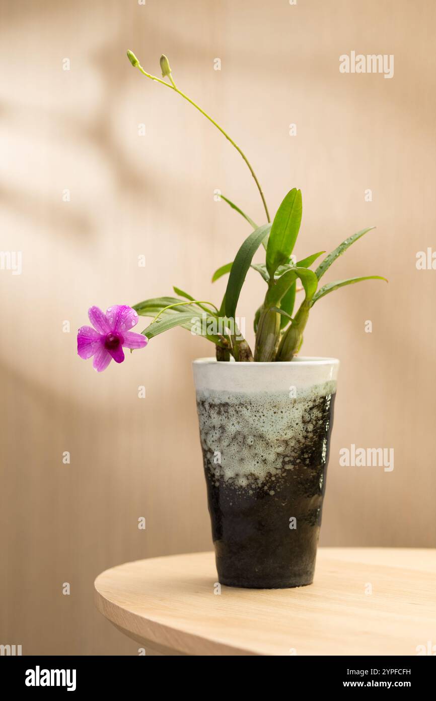Eine rosafarbene ZwergOrchidee blüht elegant in einem Keramiktopf auf einem Holztisch und bringt einen Hauch von natürlicher Schönheit in Innenräumen. Stockfoto