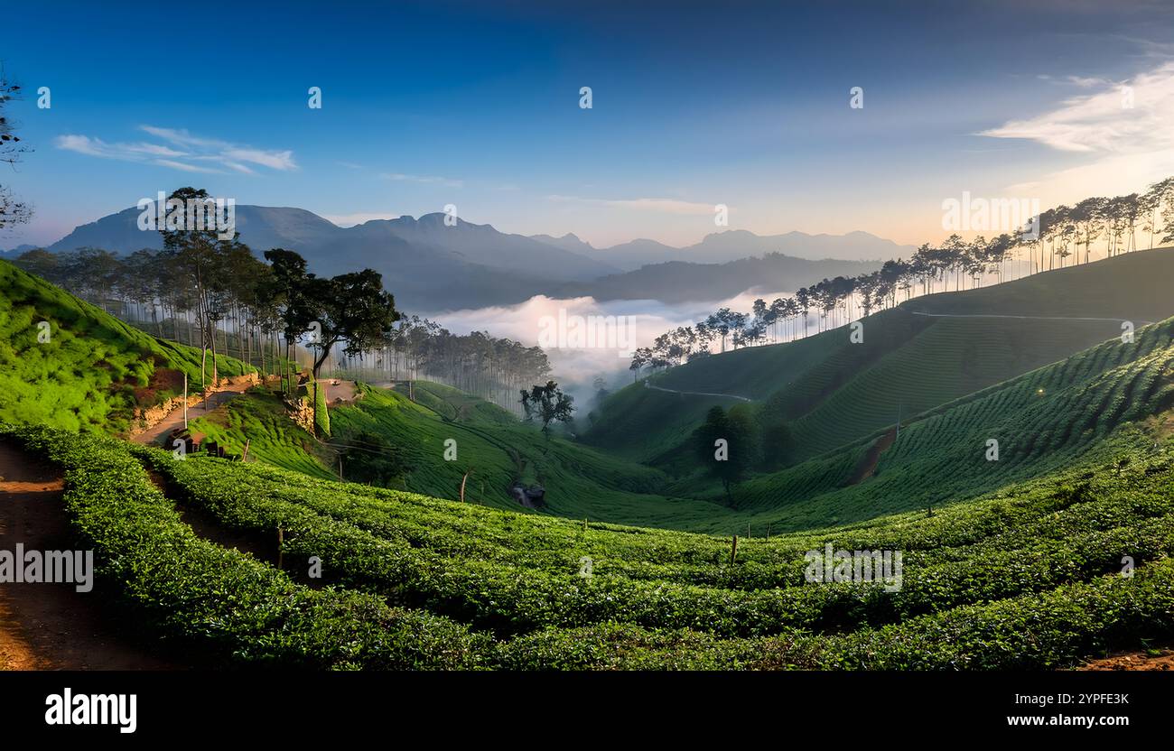 Teeplantage, nebeliger Nebel, früh am Morgen, üppig, nilgiri Hills, tamil nadu, malerische Aussicht, natürliche Landschaft, Bergstation, üppiges Grün, nebeliger Morgen, Stockfoto