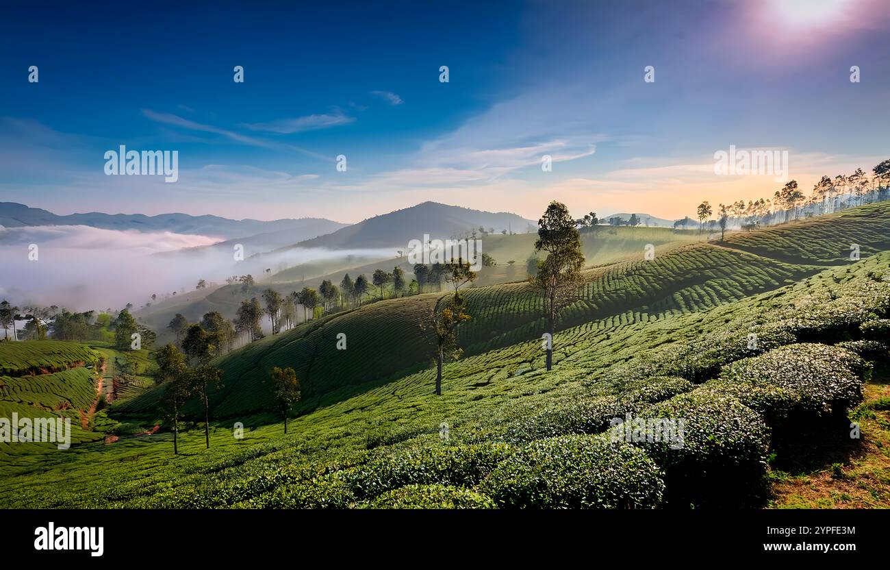 Teeplantage, nebeliger Nebel, früh am Morgen, üppig, nilgiri Hills, tamil nadu, malerische Aussicht, natürliche Landschaft, Bergstation, üppiges Grün, nebeliger Morgen, Stockfoto
