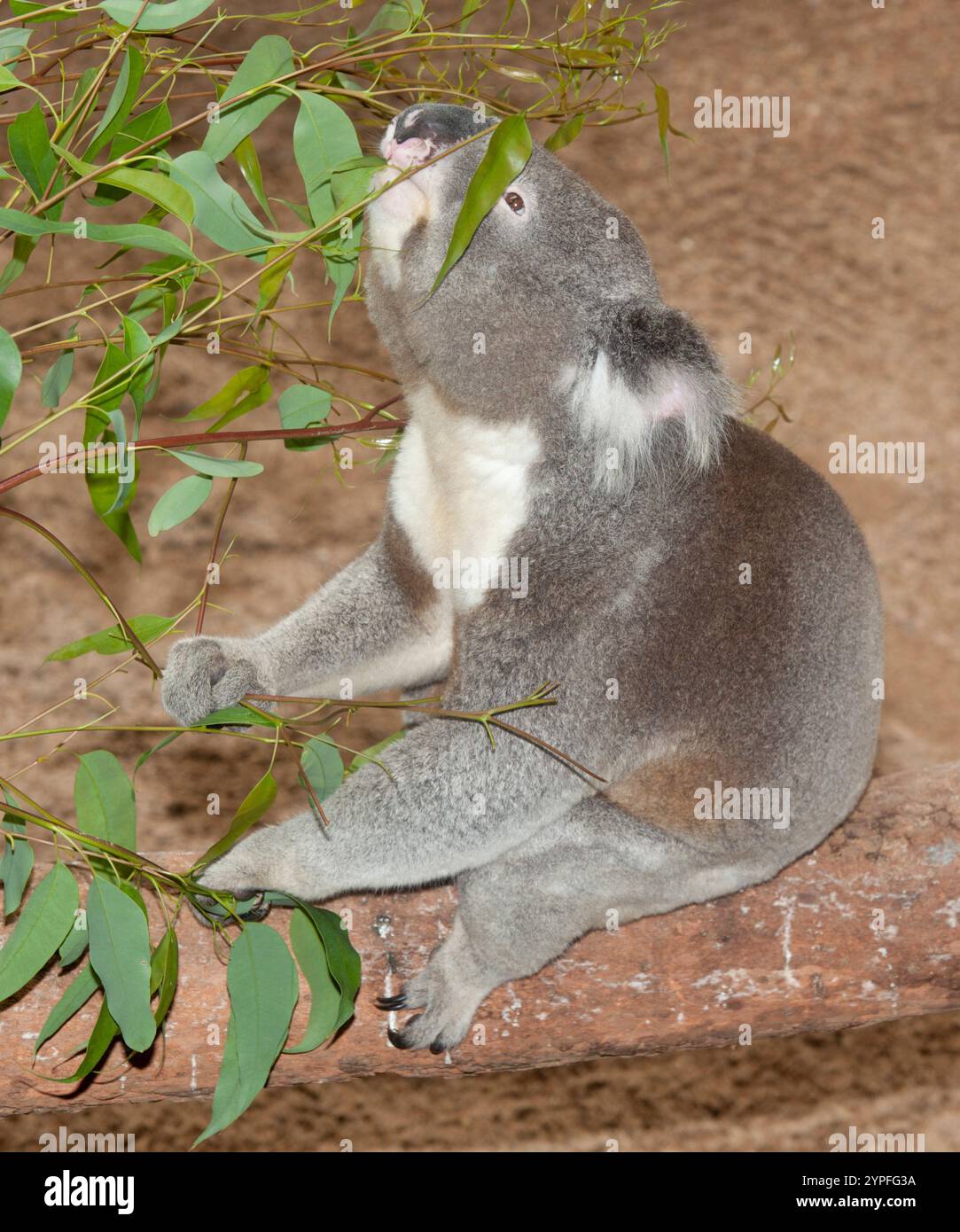 Der Koala, Phascolarctos cinereus, ist ein in Australien heimischer Pflanzenfresser. Die nächsten lebenden Verwandten sind die Wombats. Stockfoto