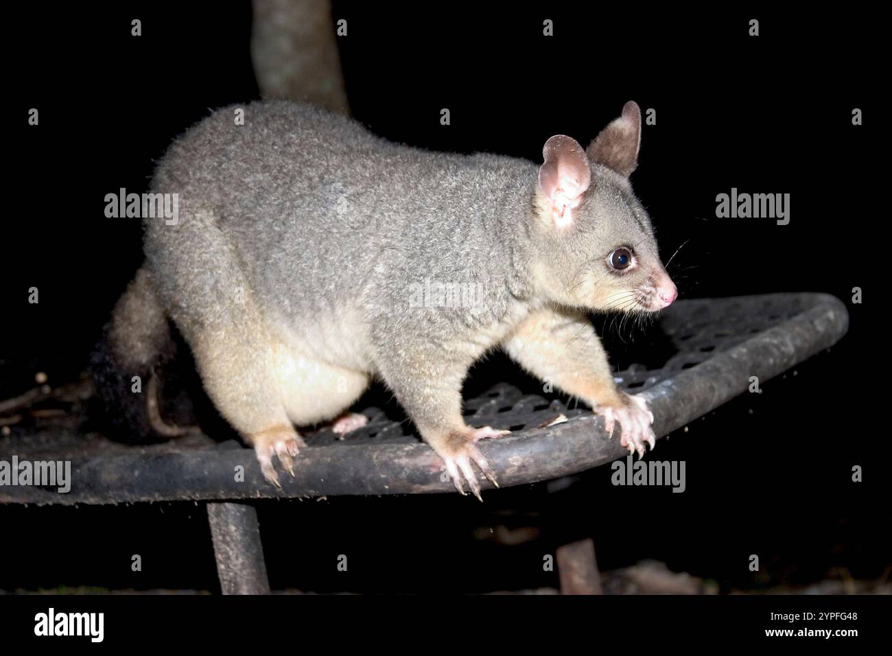 Opossums sind Beuteltiere, die zur Ordnung Didelphimorphia in der westlichen Hemisphäre gehören. Opossums sind lebende Fossilien und können auf 23 Millionen Jahre zurückdatiert werden Stockfoto