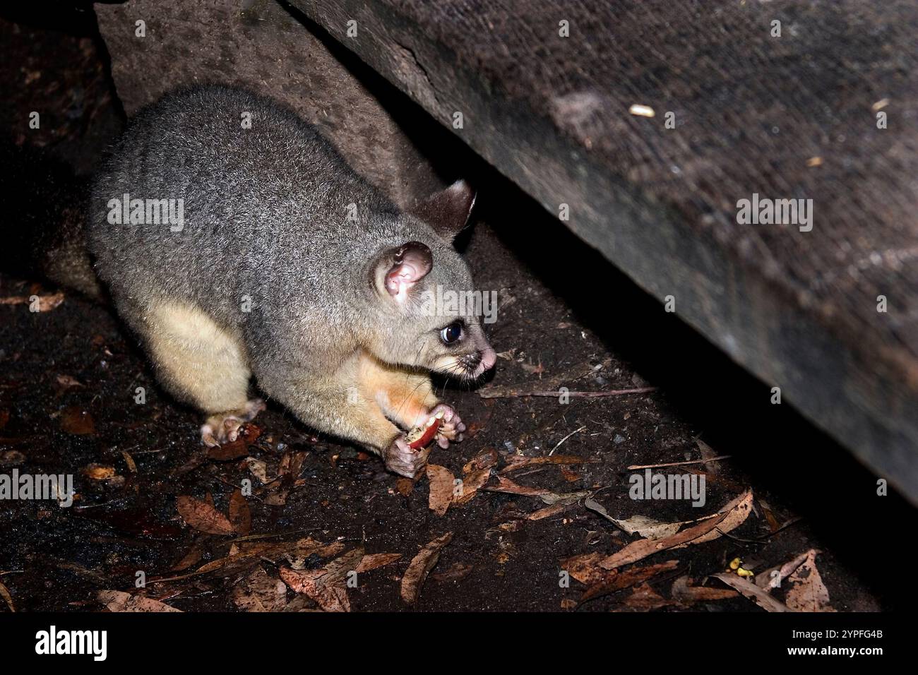 Opossums sind Beuteltiere, die zur Ordnung Didelphimorphia in der westlichen Hemisphäre gehören. Opossums sind lebende Fossilien und können auf 23 Millionen Jahre zurückdatiert werden Stockfoto