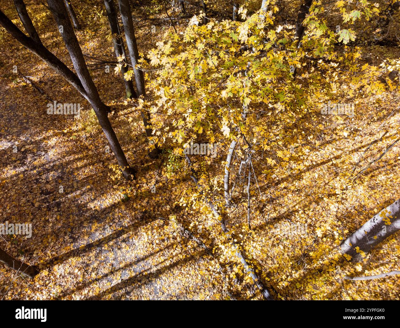 Herbstwälder mit Sonnenlicht durch die Äste und einem Teppich aus Blättern auf dem Waldboden Stockfoto