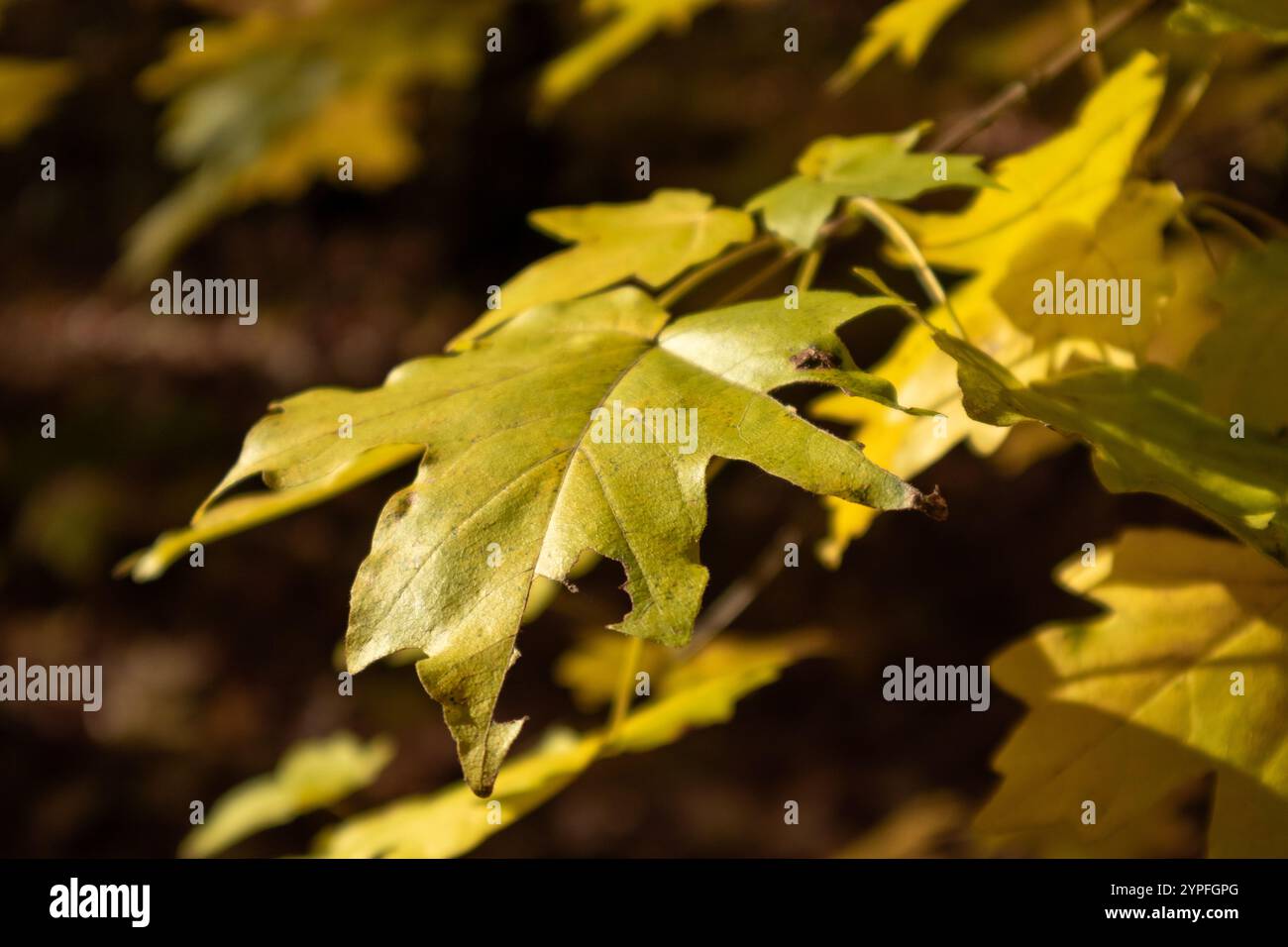 Leuchtende goldene Blätter auf Ahornzweig aus nächster Nähe im sonnigen Wald mit weichem Fokus Stockfoto