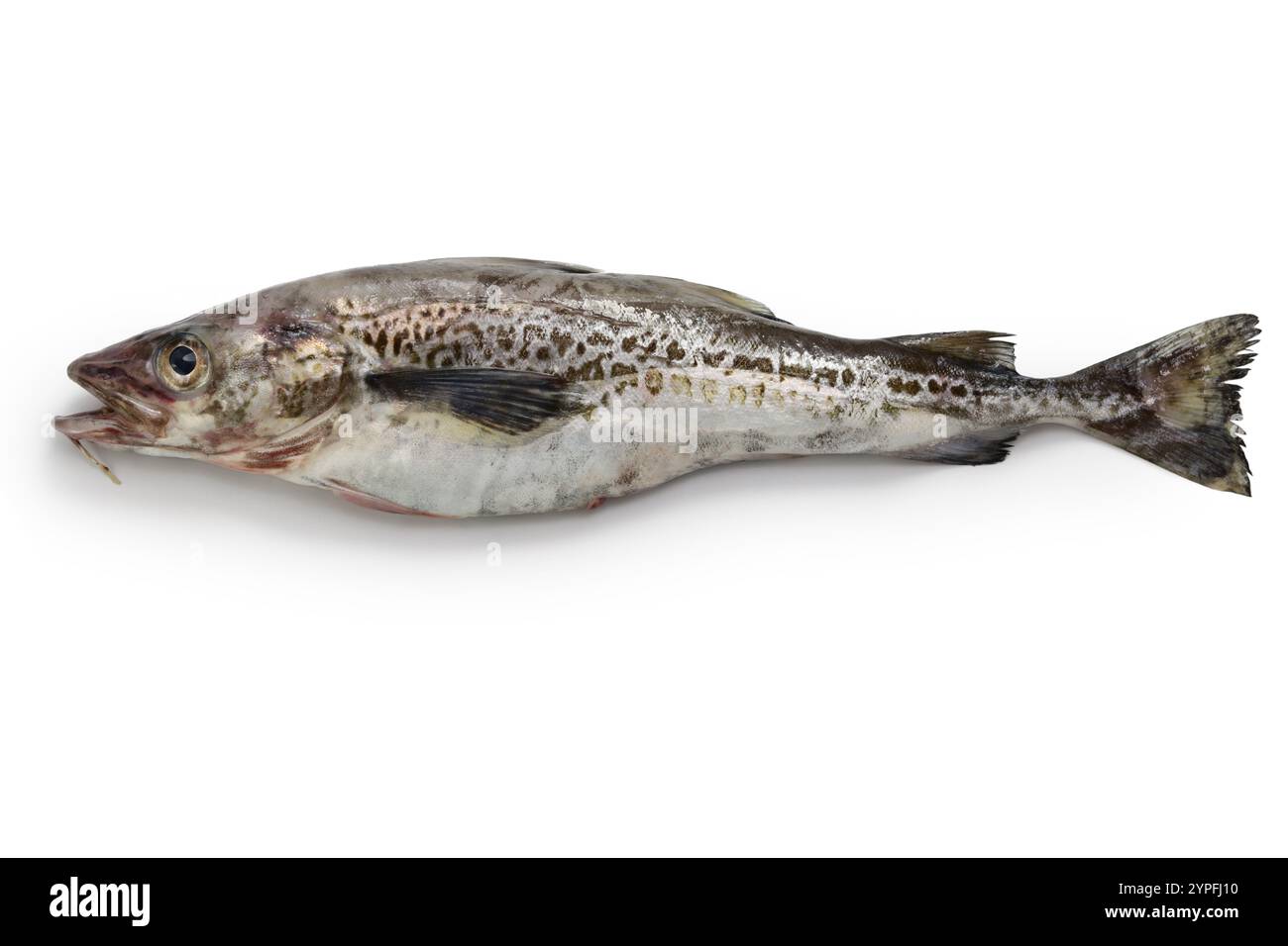 Alaska pollock isoliert auf weißem Hintergrund Stockfoto