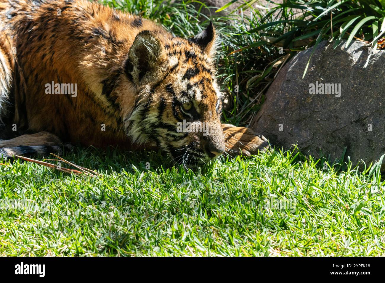 Der Tiger ist die größte lebende Katzenart und gehört zur Gattung Panthera. Junge sind süß, aber gefährlich Stockfoto