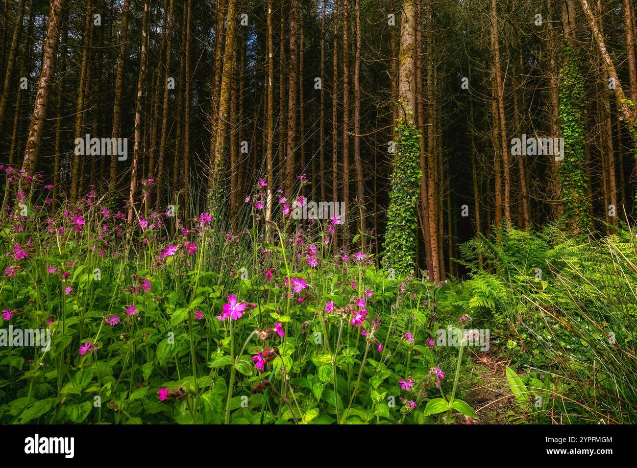 Der Rand eines Waldes zeigt eine Vielzahl von Pflanzen. Hohe, eng aneinander liegende Kiefern bilden den Hintergrund für die untere Vegetation. Violette Blüten sind sichtbar. Stockfoto