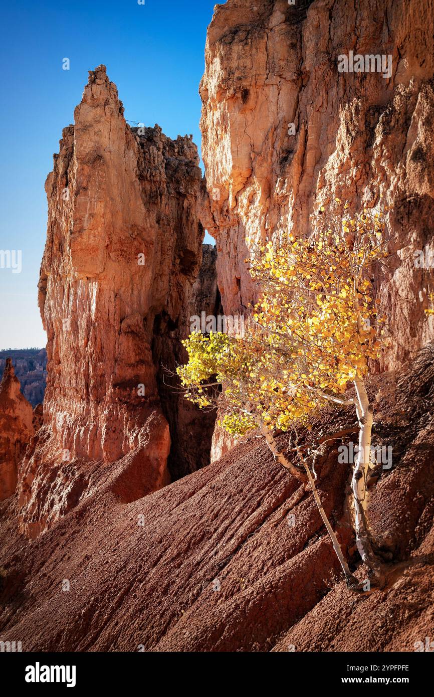 Ein paar widerstandsfähige Espenbäume stehen als goldene Akzente vor der zerklüfteten Landschaft im Bryce Canyon National Park. Stockfoto