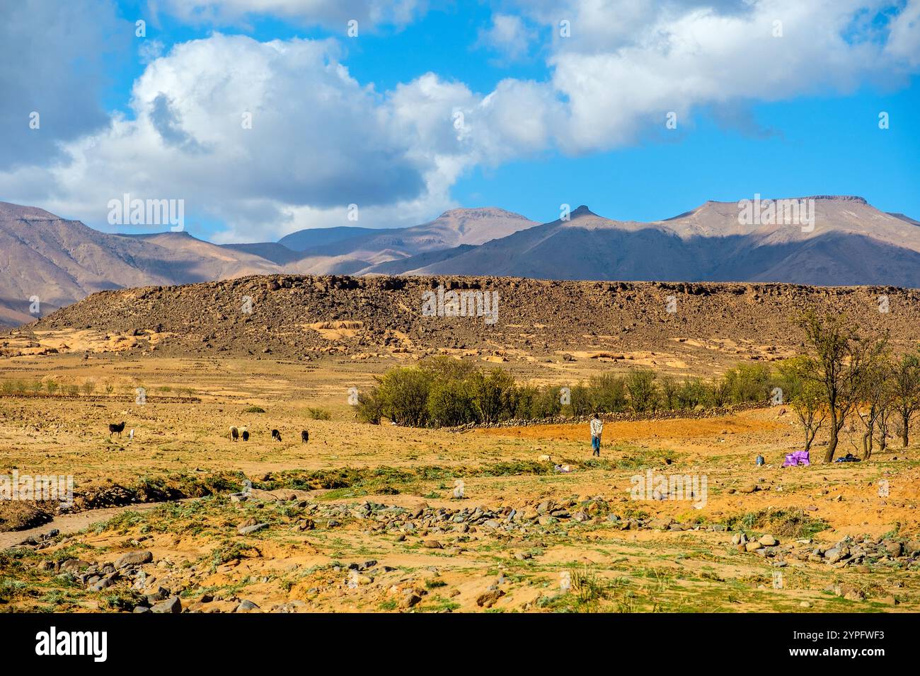 Hirte und Ziegen in der trockenen Landschaft des antiatlasgebirges in der Region Jebel Sirwa/Siroua in Marokko nahe dem Dorf Assaisse Stockfoto