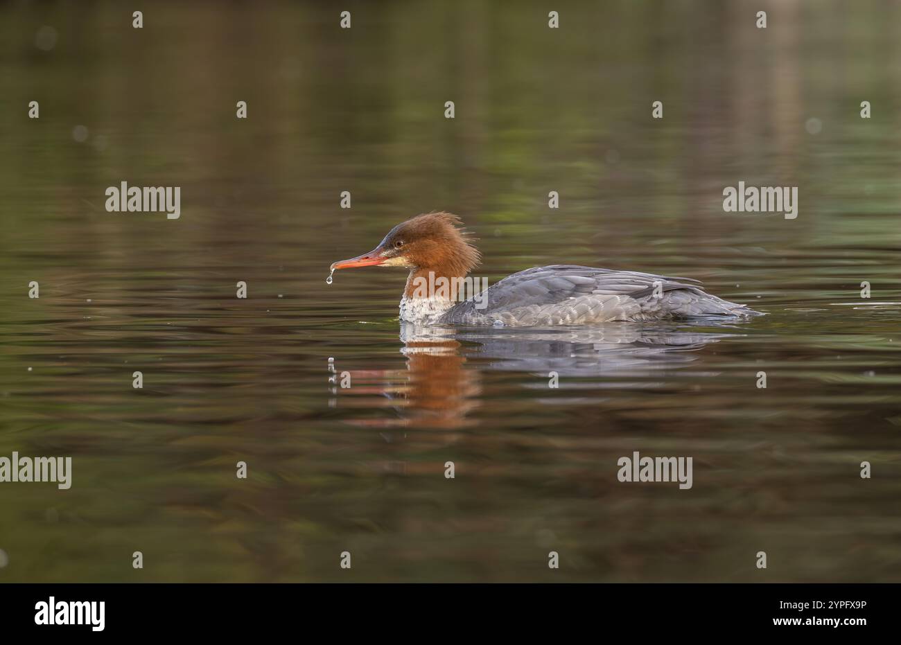 Gänsesäger Stockfoto