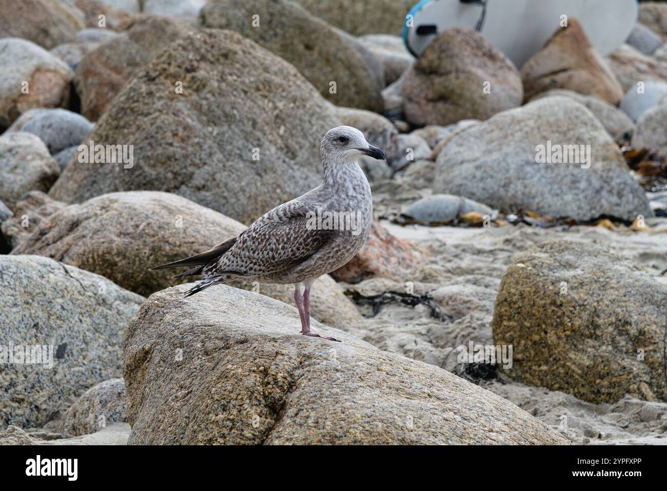 Eine unreife Heringsmöwe larus argentatus, die auf Felsen an der Küste Cornwalls thront Stockfoto