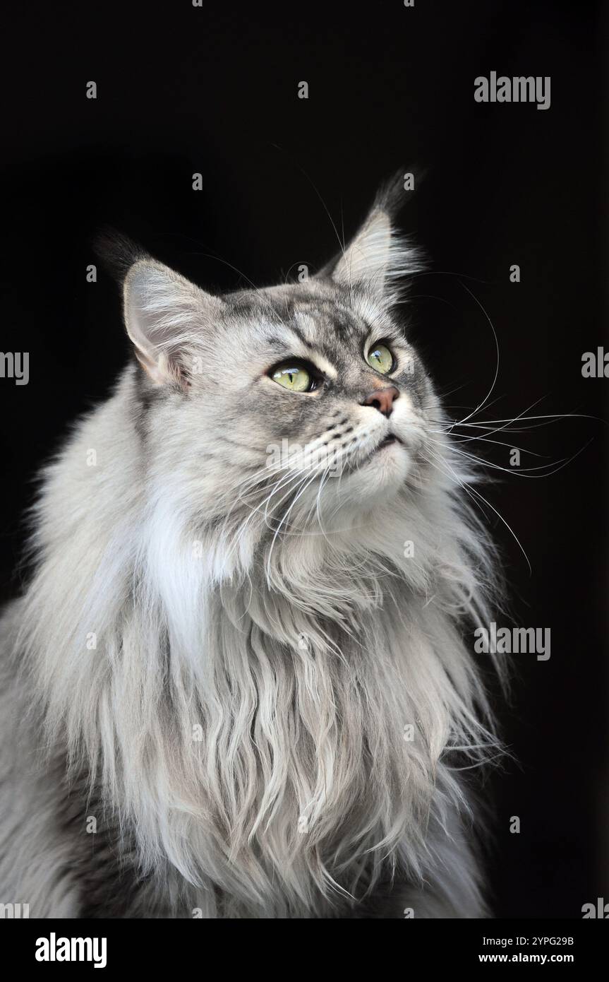 Maine Coon macht eine Pause. Wunderschöne reinrassige Katze Stockfoto