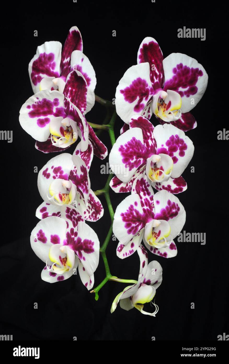 Blumen auf schwarzem Hintergrund Stockfoto