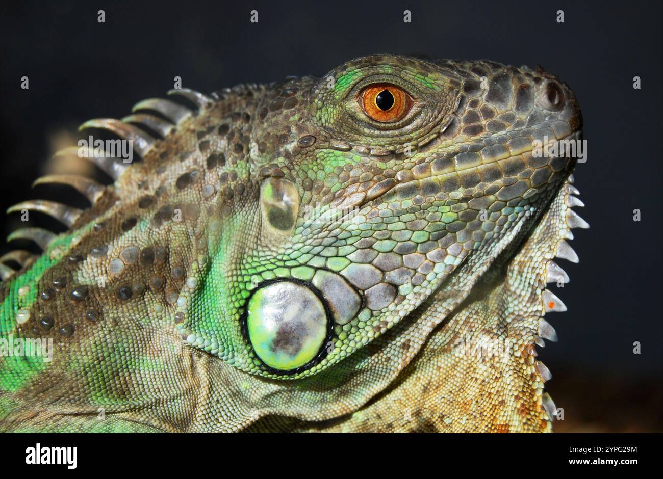 Grünes Leguan im Hochformat Stockfoto Grünes Leguan im Hochformat Stockfoto