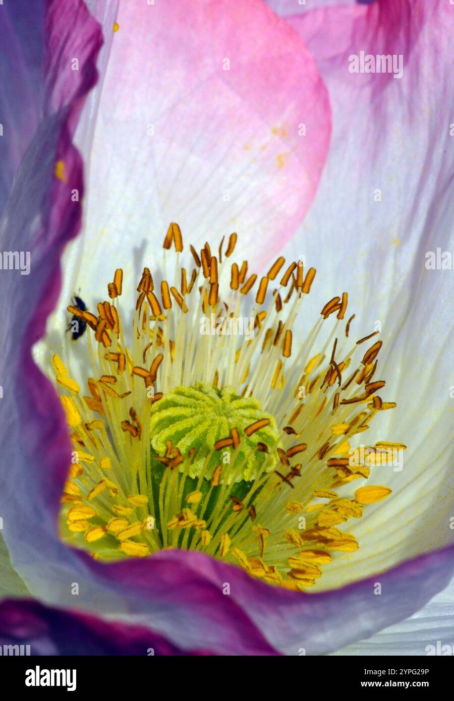 Farbenexplosion in einem Mohnherz. Bestäubung durch Insekten. Wunderschönes Blumendesign. Lichtdurchlässige Blütenblätter, die die Zartheit der Natur betonen. Stockfoto