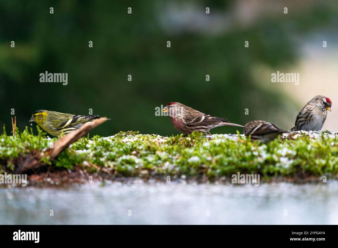 Eurasischer Siskin männlich (Spinus spinus) und Redpoll (Acanthis) im Bialowieza-Wald, Polen. Selektiver Fokus Stockfoto