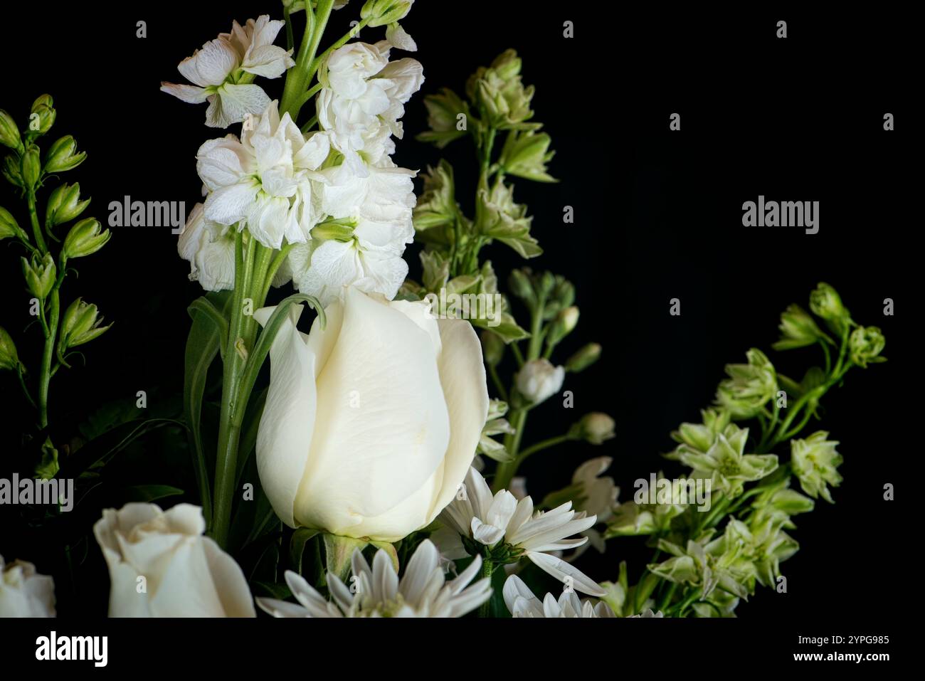 Strauß einer Vielzahl weißer Blumen, einschließlich einer Rose, auf schwarzem Hintergrund Stockfoto