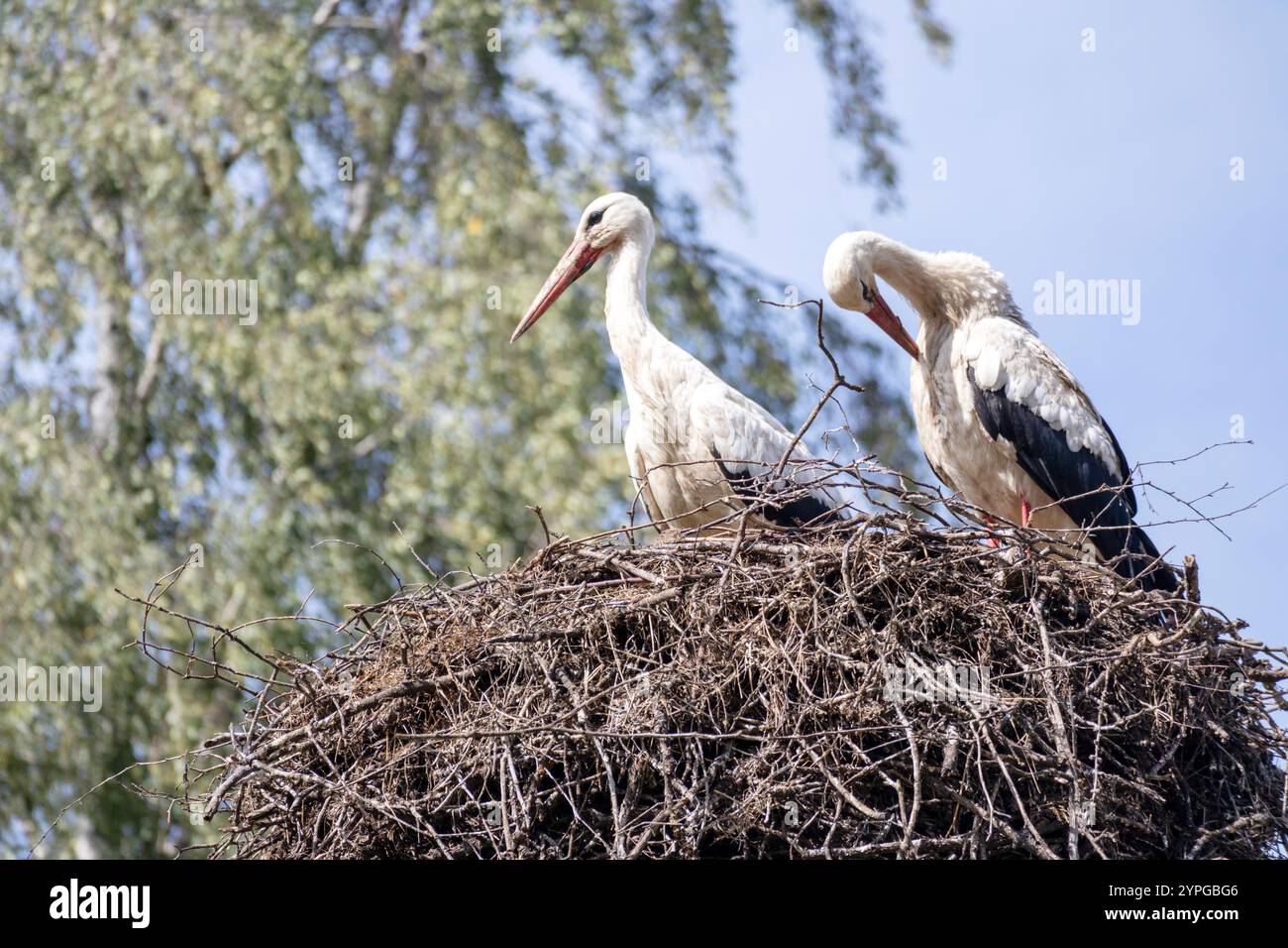 Zwei Störche in einem Nest auf blauem Himmel Stockfoto