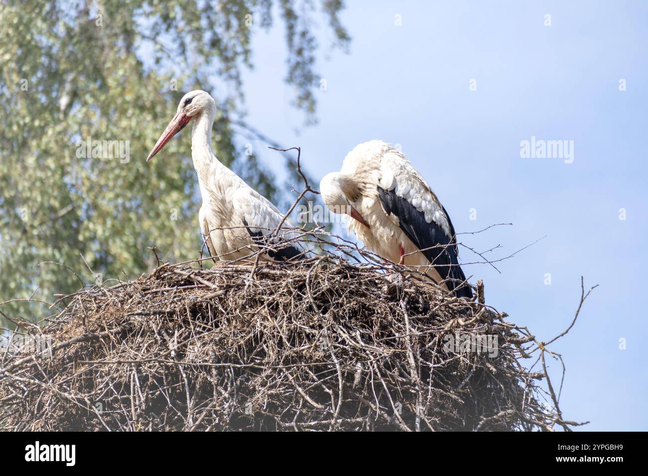 Zwei Störche in einem Nest auf blauem Himmel Stockfoto
