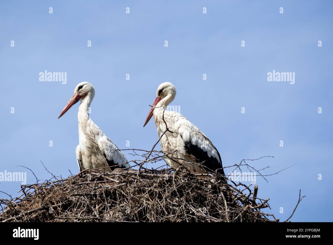 Zwei Störche in einem Nest auf blauem Himmel Stockfoto