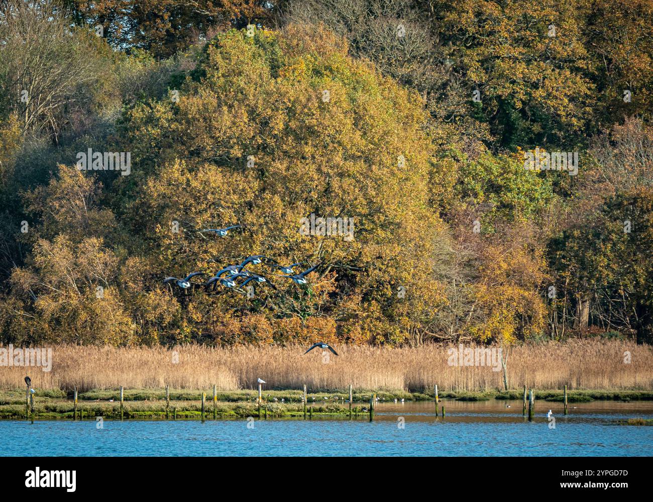 Warsash, ein Dorf in Hampshire, an einem sonnigen Herbsttag an der Mündung des Flusses Hamble gelegen. Stockfoto