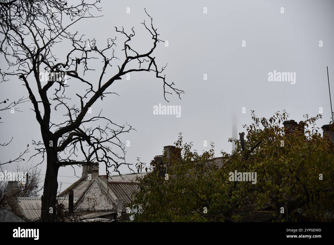 Wunderschöner Blick auf Bäume im Wald, Akazienbäume Stockfoto