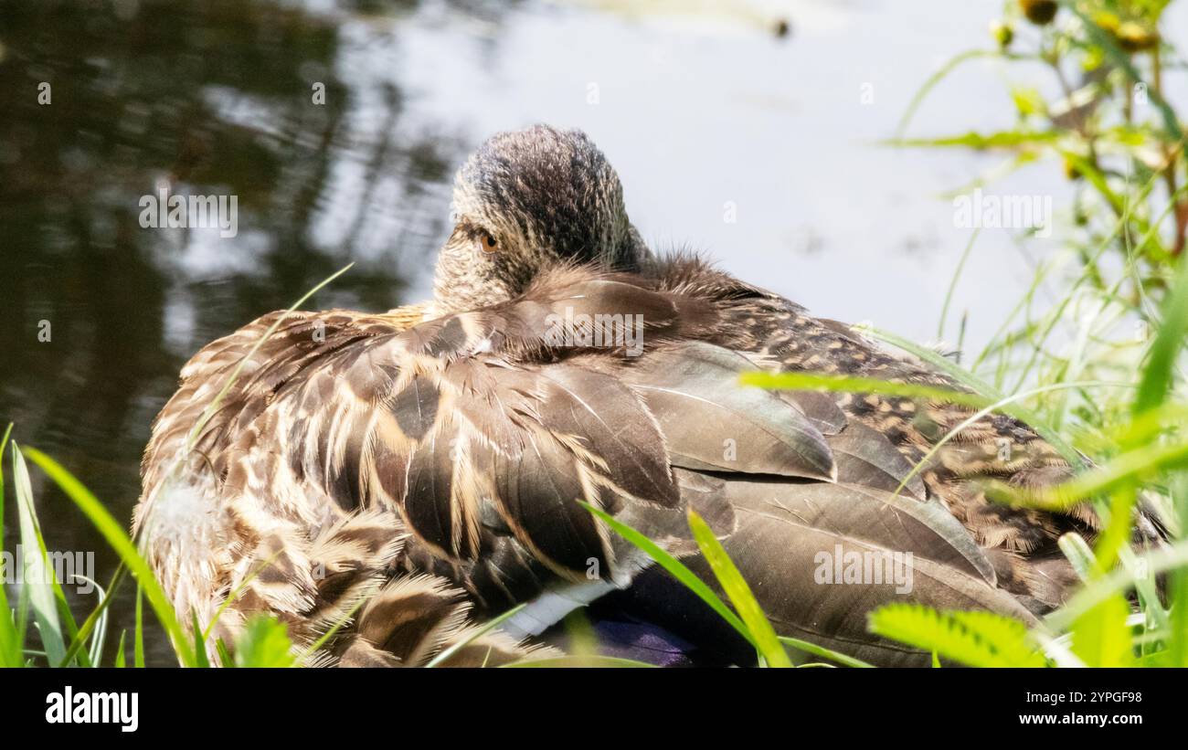 Die Ente legte sich in der Nähe des Wasserkörpers nieder Stockfoto