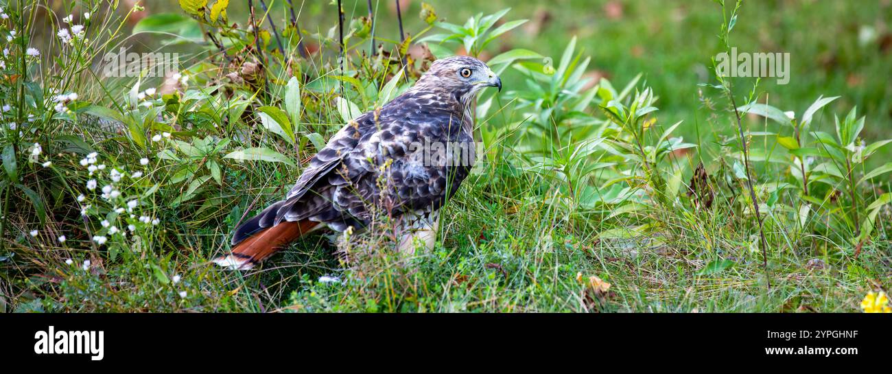 Red-Tail Hawk (Buteo jamaicensis) im Rib Mountain State Park, Wausau, Wisconsin, Panorama Stockfoto