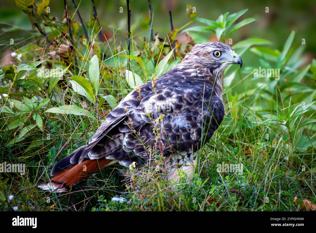 Red-Tail Hawk (Buteo jamaicensis) im Rib Mountain State Park, Wausau, Wisconsin, horizontal Stockfoto