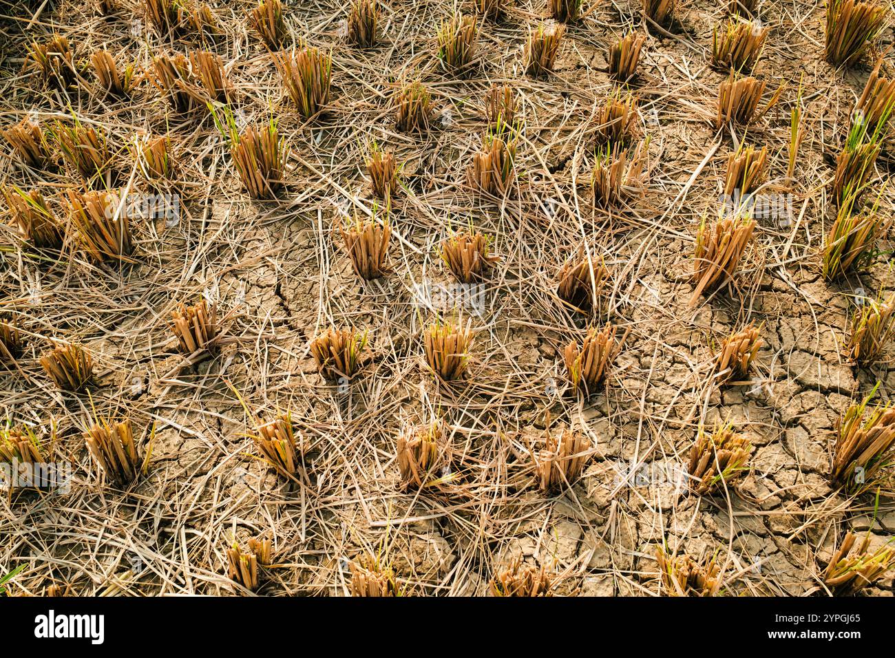 Reistaffeln wurden auf trockenem Feld auf landwirtschaftlich genutzten Flächen geerntet Stockfoto