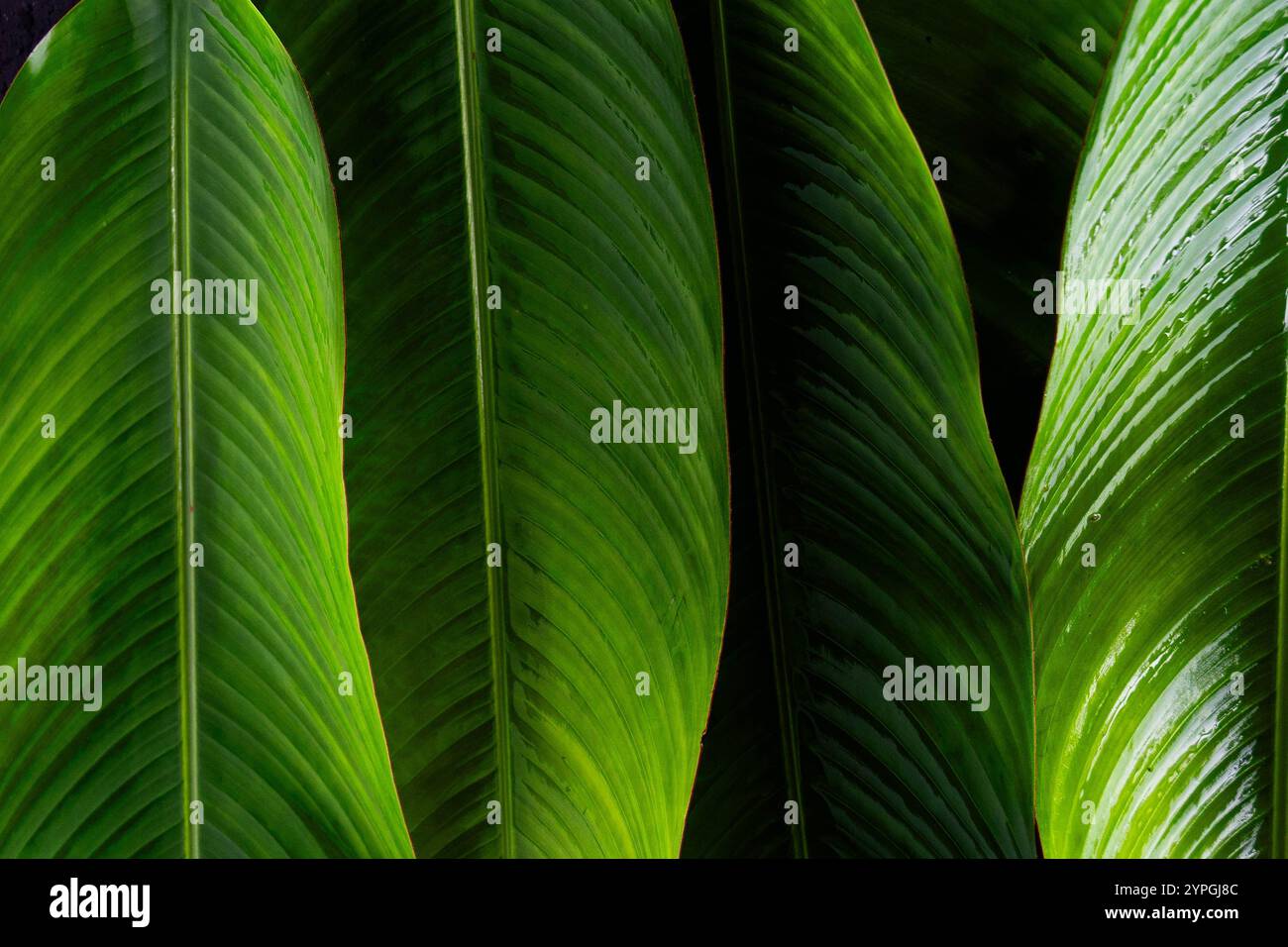Eine Nahaufnahme von drei großen grünen Bananenblättern. Die Blätter sind sehr dick und scheinen sehr gesund zu sein. Die Leaves sind so angeordnet, dass ein Gefühl von Tiefe und Bemaßung entsteht Stockfoto