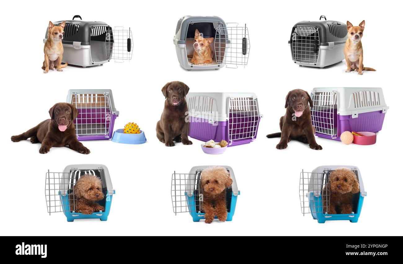 Verschiedene Hunde und Tierträger auf weißem Hintergrund Stockfoto