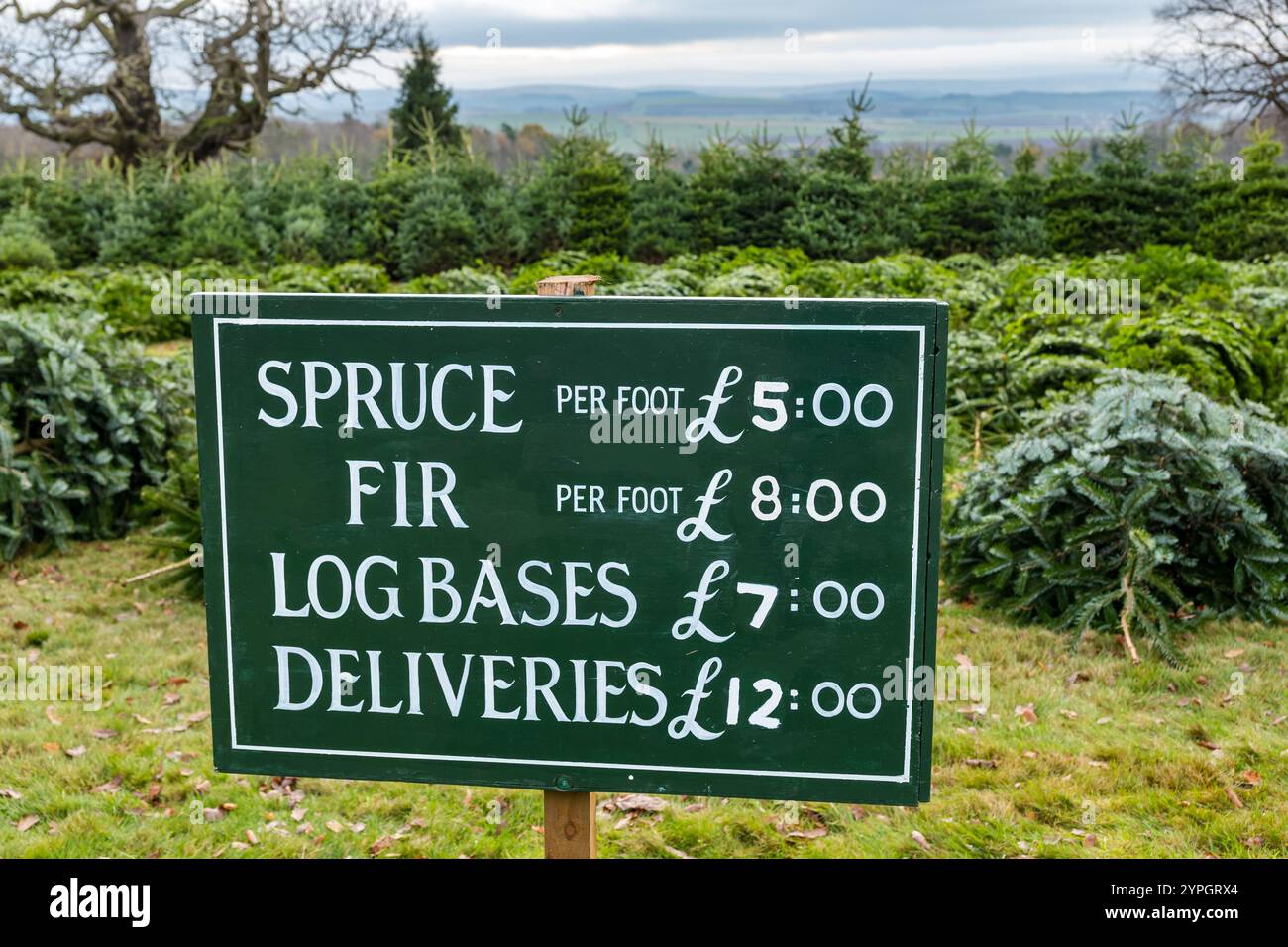 Weihnachtsbäume aus Nordmann- und Fichte zum Verkauf mit Preisliste auf der Beanston Farm, East Lothian, Schottland, Großbritannien Stockfoto