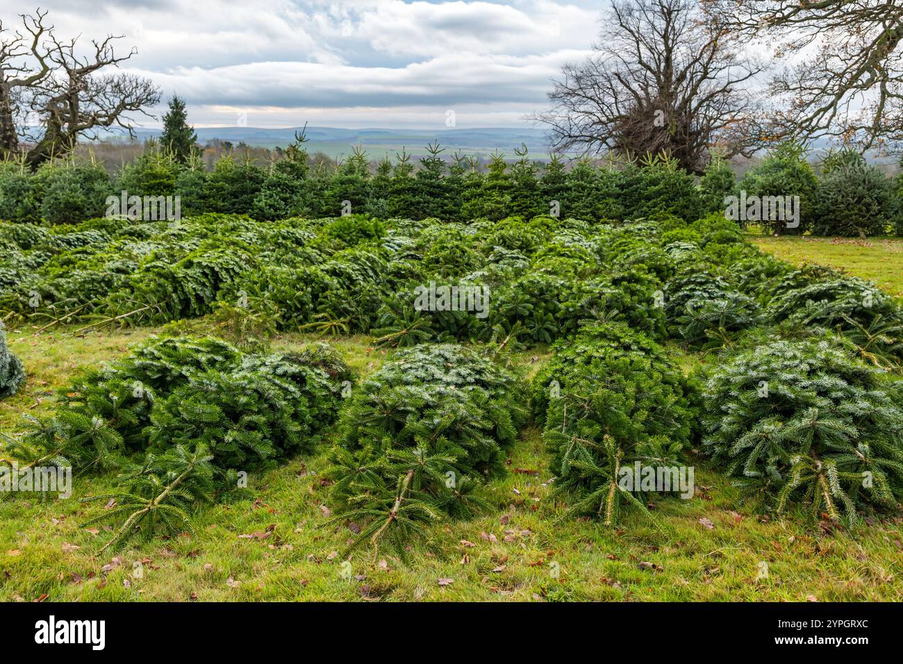 Weihnachtsbäume aus Nordmanntanne zum Verkauf bei Beanston Farm, East Lothian, Schottland, Großbritannien Stockfoto